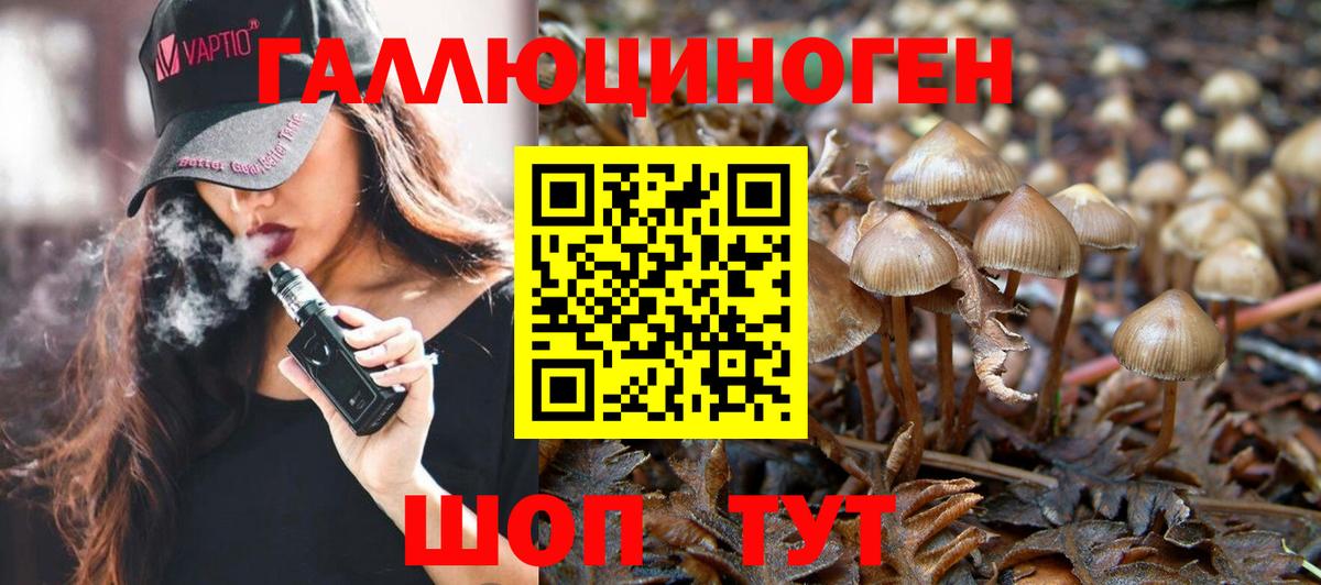Галлюциногенные грибы Psilocybine cubensis Нововоронеж
